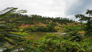 Britvic Brazil plants forest of nearly 2,000 trees