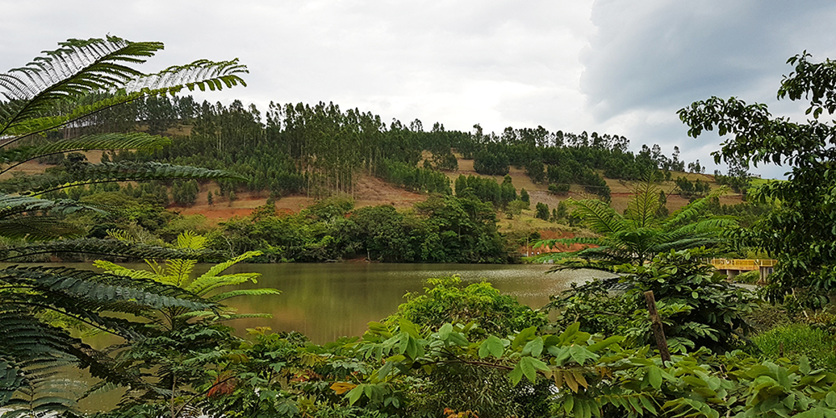 Britvic Brazil plants forest of nearly 2,000 trees