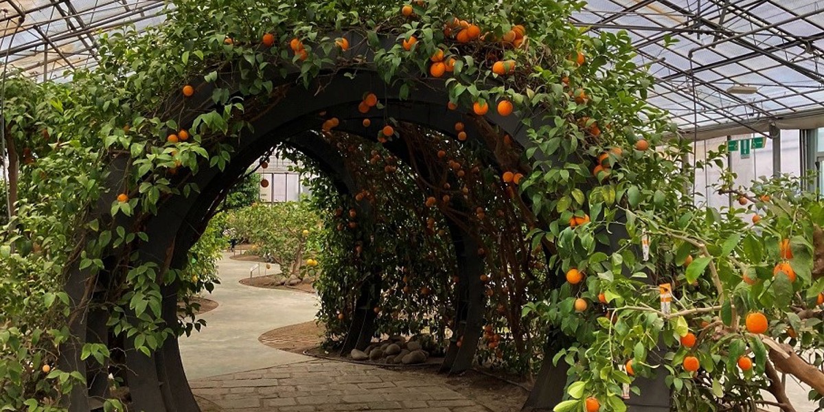 Britvic blog: From nature to flavour — Britvic’s quest for great citrus taste by Joseph Sankar