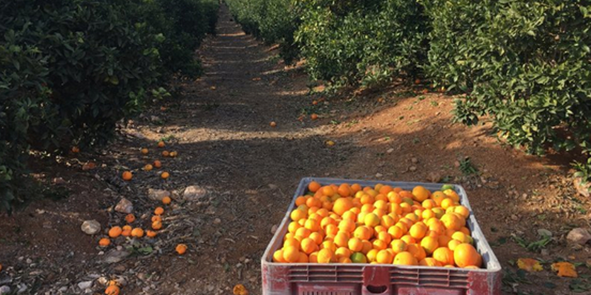 Case study – Fruit and juice sourcing